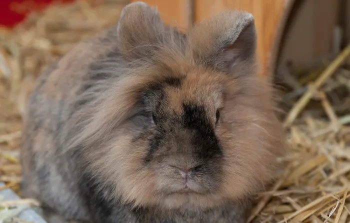 Kaninchen im Tierhaus auf Hof Bullerbü