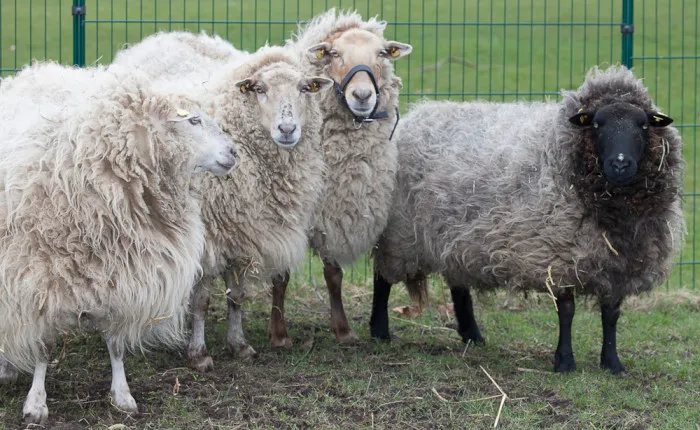 Schafe auf dem Hof Bullerbü