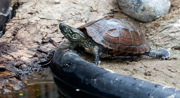 Schildkröte im Tierhaus auf Hof Bullerbü