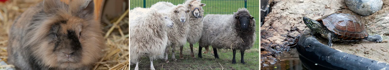Tiere auf dem Hof Bullerbü